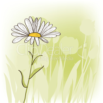 Camomile on light green backgrounds