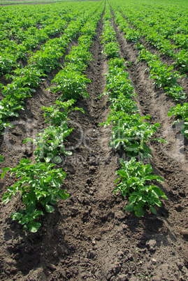 Kartoffelpflanze - potato plant 13