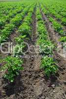 Kartoffelpflanze - potato plant 13