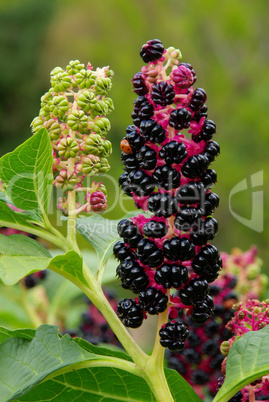 Kermesbeere - Pokeweed 03