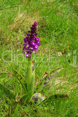 Knabenkraut, Breitblättriges - western marsh orchid 04