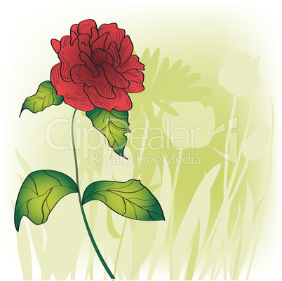 Rose on light green background