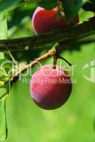 Pflaume Baum - plum tree 02