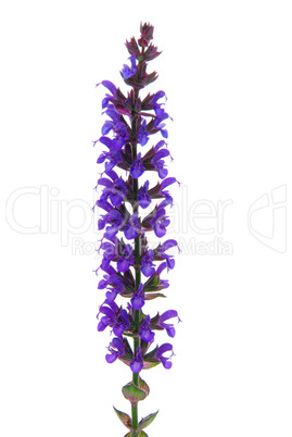 Salbeiblüte freigestellt - sage flower isolated 02