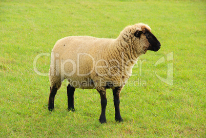 Schaf - sheep 25