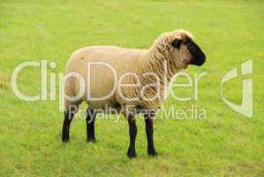Schaf - sheep 25