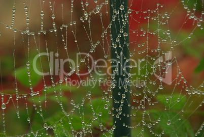 Spinnennetz - cobweb 03