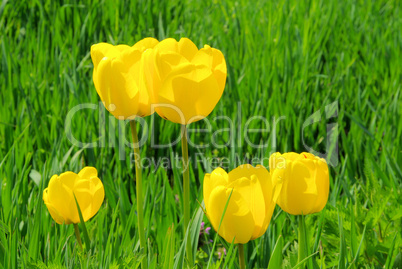 Tulpe gelb - tulip yellow 06