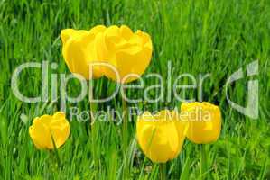 Tulpe gelb - tulip yellow 06