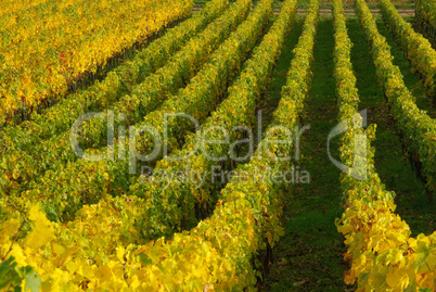Weinberg - vineyard 13