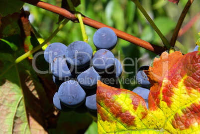 Weintraube rot - grape red 20