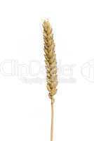 Weizen - wheat 01