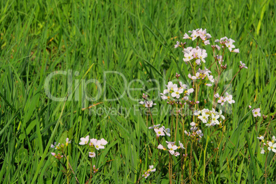 Wiesen-Schaumkraut - Cuckoo Flower 16