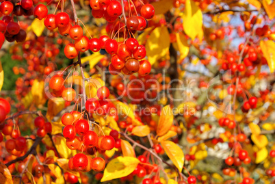 Wildkirsche im Herbst - wild cherry in fall 06