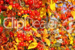 Wildkirsche im Herbst - wild cherry in fall 06
