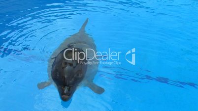 HD Dolphin swimming in blue water, closeup