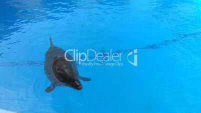 HD Dolphin swimming in blue water, closeup