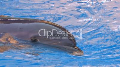 HD Dolphin swimming in blue water, looking at camera, closeup