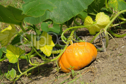 Kürbis Pflanze - pumkin plant 01