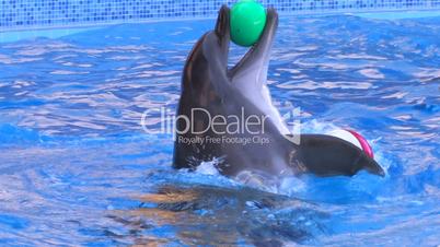 HD Two dolfins moving around in blue water with balls, closeup