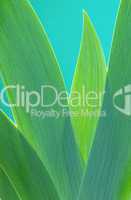 Schwertlilie Blatt - iris leaf 01