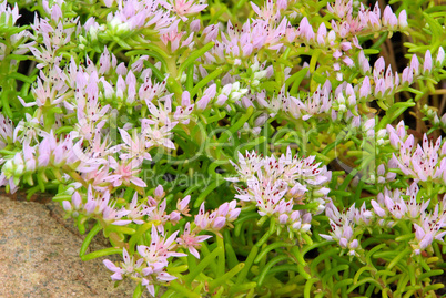 Seestern Blume - seastar flower 07
