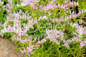 Seestern Blume - seastar flower 07