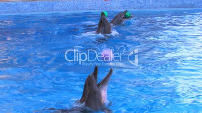 HD Three dolfins playing with balls in blue water, closeup