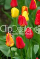 Tulpe - tulip 52