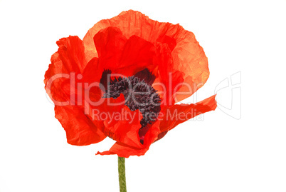 Türkischer Mohn - oriental poppy 15