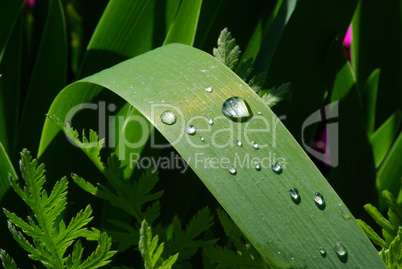 Wassertropfen auf Blatt - waterdrop on leaf 03