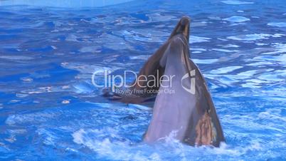 HD Two dolfins moving around in blue water, closeup