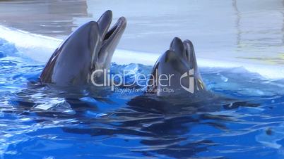 HD Dolphins swimming in blue water, closeup