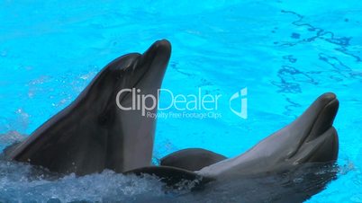HD Two Dolphin couples swimming in blue water, closeup