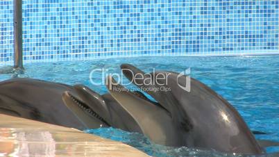 HD Three smiling dolphins playing in blue water, closeup
