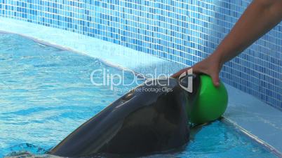 HD Peforming Dolphin playing with green ball, closeup