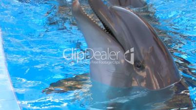 HD Dolphins swimming in blue water, closeup