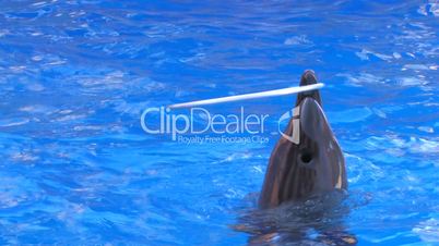 HD Three dolphins turning hoops on the noses in blue water, closeup