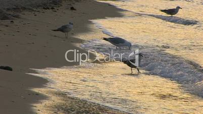 HD Seagulls on a sandy beach in sunrise