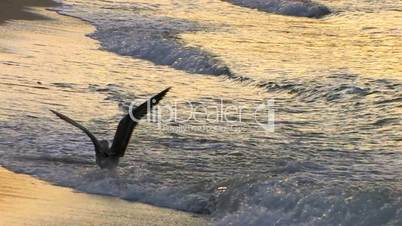 HD Seagull swimming in waves at sunrise