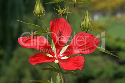 Rote Hibiskus-Blüte