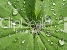 Alchemilla, Frauenmantel mit Wassertropfen