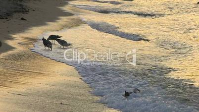 HD Seagulls in the water in sunrise