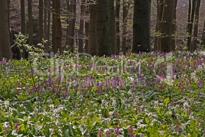 Lerchensporn-Blüte (Corydalis cava) im April, Osnabrücker Land, Niedersachsen - Corydalis (fumewort) flowers in April, Osnabruecker Land, Lower Saxony