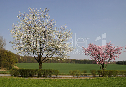 Kirschbaum im Frühling, Bad Rothenfelde