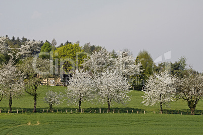 Frühlingslandschaft mit Kirschbäumen, Hagen