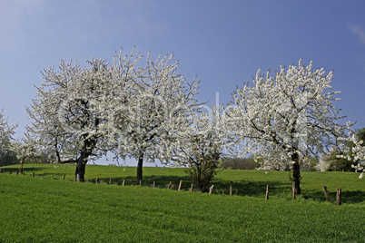 Kirschbäume im April, Hagen a.T.W.