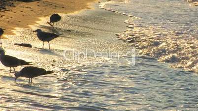 HD Seagulls on beach looking for food in sunrise