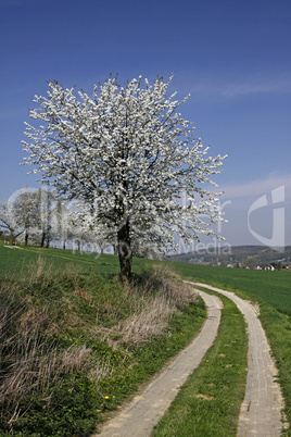 Kirschbaumblüte in Hagen, Osnabrücker Land