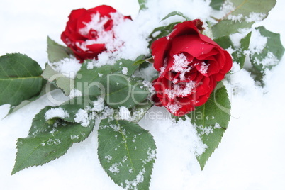 Rote Rosen im Schnee